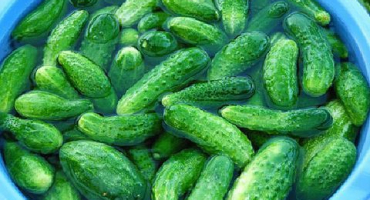 Jednoduchý recept na nakládání okurek v hroznových listech na zimu