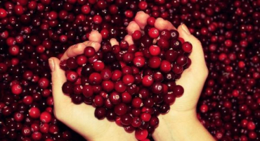 Jednoduchý recept na výrobu brusinkového džemu na zimu