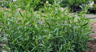 Jednoduchý recept na nakládání okurek s estragonem na zimu