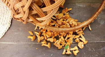 Jednoduché recepty krok za krokem na výrobu nakládaných lišek na zimu doma