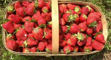 Jednoduchá pravidla pro zvýšení výnosu jahodníku