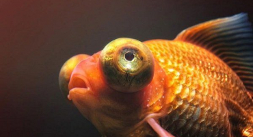 Vykulené oči u ryb v jezírku - příznaky, příčiny, léčba