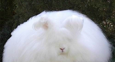 Nadýchaní angorští králíci