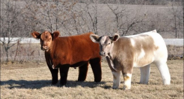 Chlupaté krávy: popis plemene chlupatého skotu