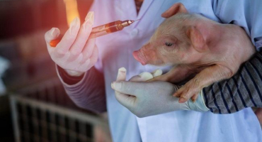 Jaká očkování se provádějí, pravidla a schéma očkování