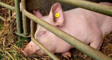 Způsoby infekce prasat pasteurelózou, příznaky, terapie a prevence onemocnění