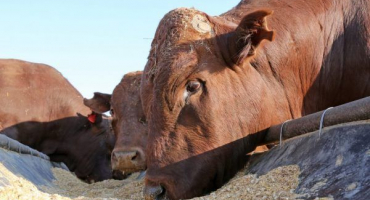 Dieta pro inseminátora býků