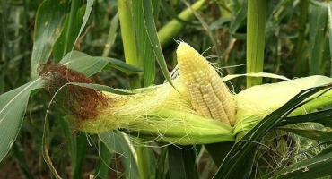 Oblasti, kde kukuřice roste a kde se nejlépe pěstuje v rusku a ve světě