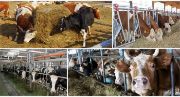 Oblasti distribuce zejména stájových a pasoucích se zvířat