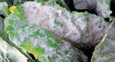 Časté choroby a škůdci řepy