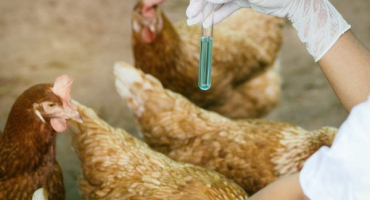 Běžná onemocnění kuřat