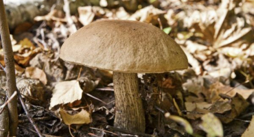 Běžné houby v okrese dmitrovsky
