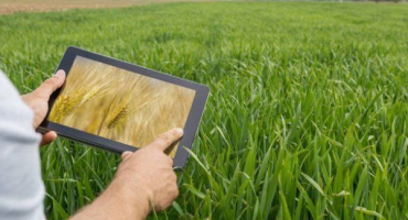 Běžné odrůdy pšenice podle typu