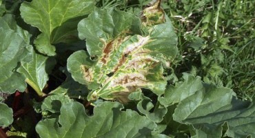 Běžné choroby a škůdci napadající rebarboru