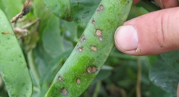 Běžné choroby a škůdci napadající hrách