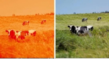 Rozlišují krávy a býci mezi barvami a tím, jak mají oči uspořádány, jsou barvoslepí?