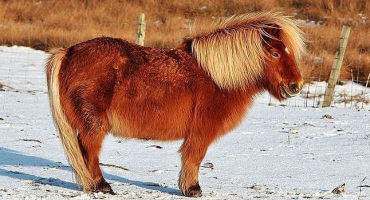 Rozdíly mezi poníky a běžnými koňmi, jejich variety a pravidla chovu