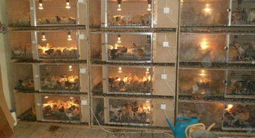 Rozměry a výkresy mláďat pro křepelky a jak to udělat sami podle schématu