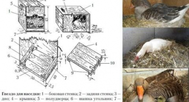 Rozměry a výkresy hnízd pro indooks a jak to udělat sami