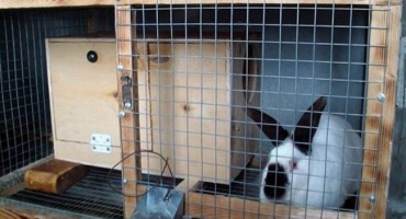 Rozměry a kresby mateřského louhu pro králíky a jak to udělat sami