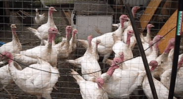 Rozměry a výkresy krůtích hřadů, jak postavit stodolu vlastníma rukama