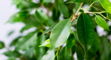 Doma množíme fikus benjamínka - pravidla a schémata