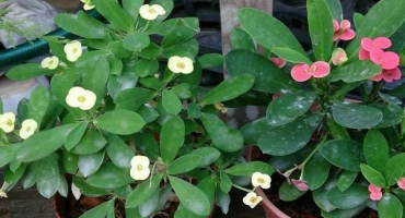 Reprodukce, výsadba a péče o milkweed míli doma