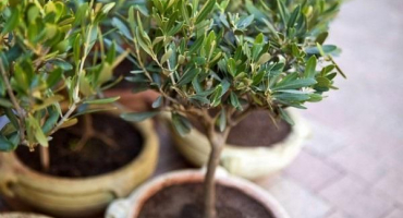 Reprodukce, pěstování a péče o olivu doma