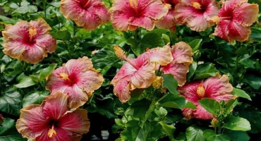 Rozmnožování, pěstování a péče o zahradní ibišky