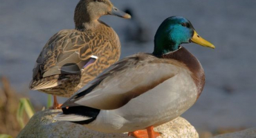 Odrůdy divokých kachen