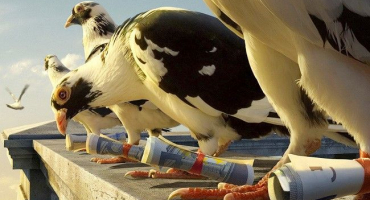 Odrůdy holubů: přehled plemen