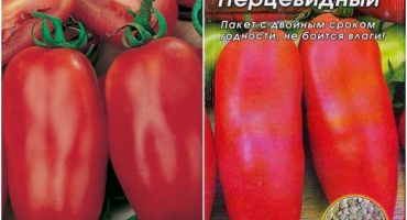 Odrůdy, charakteristika a popis paprikovitých odrůd rajčat, jejich výnos a pěstování