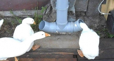 Odrůdy a kresby husích krmítek, jak to udělat sami