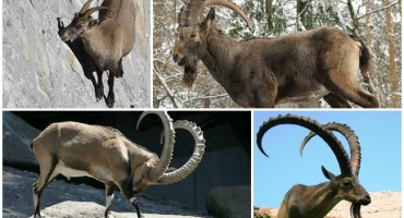 Odrůdy a názvy horských koz, jak vypadají a kde žijí
