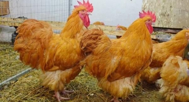 Odrůdy a popis kuřecího plemene orpington, pravidla údržby