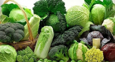 Odrůdy zelí s popisem a fotografií