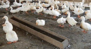 Odrůdy krmítek pro husy a vlastní výroba