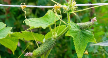 Odrůdy okurek, výsadba a péče