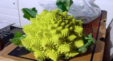 Odrůdy nejlepších odrůd květáku se jmény