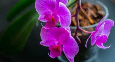 Různá znamení a pověry o orchideji