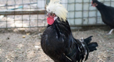 Chov holandských kuřat