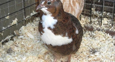 Chov a chov křepelek doma pro začátečníky