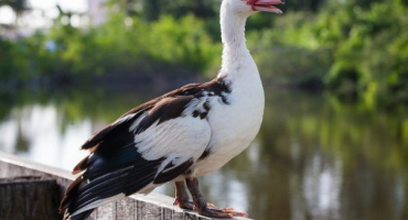 Vnitřní chov pro podnikání