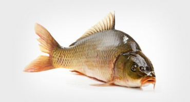 Chov kaprů: vlastnosti pěstování doma