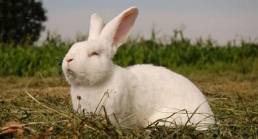 Chov urychlených králíků podle michajlova, klecové výkresy s rozměry