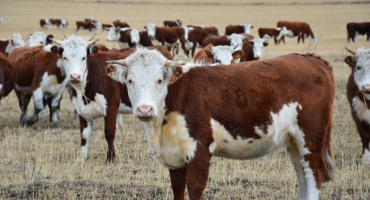 Chov skotu jako podnikání