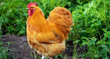 Chov orpingtonských kuřat