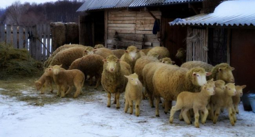Chov ovcí plemene kuibyshev