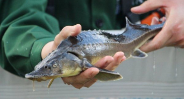 Chov jesetera doma: doporučení pro začátečníky
