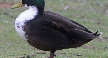 Chov baškirských kachen doma